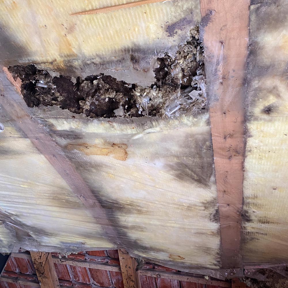 Damaged attic insulation showing signs of moisture and contamination